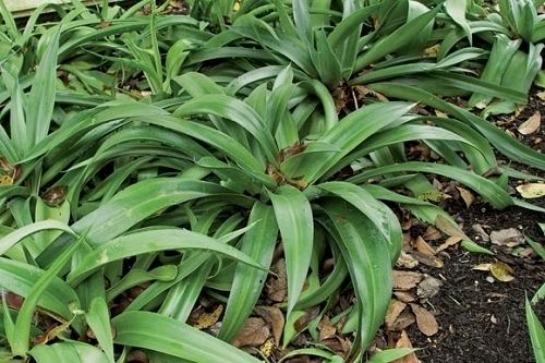 Manfreda virginica Agave or False Aloe Manfreda virginica