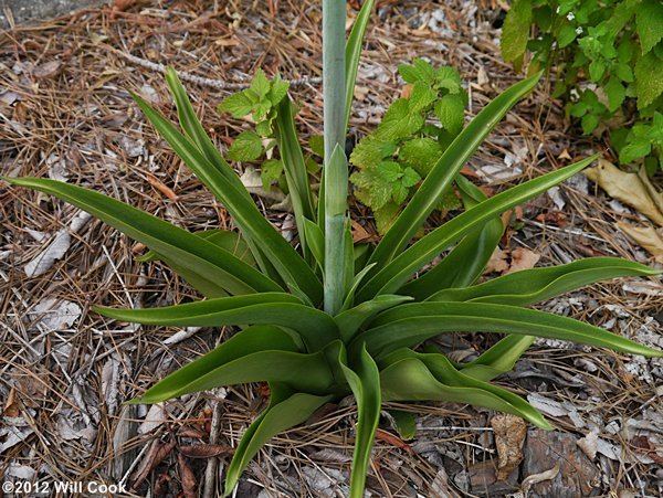 Manfreda virginica Falsealoe Manfreda virginica