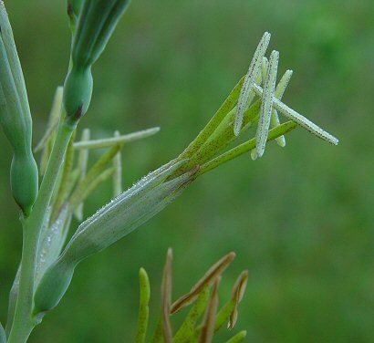 Manfreda virginica wwwmissouriplantscomGreenaltManfredavirginica