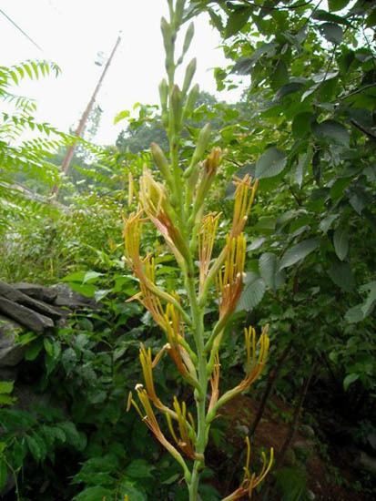 Manfreda virginica Pacific Bulb Society Manfreda