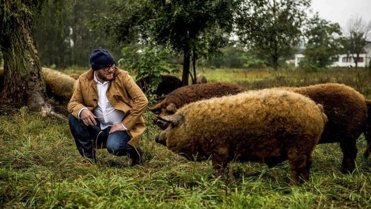 Mangalica Hong Kong chefs warm to mangalica pork from a rare woolly pig breed