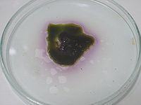 Manganese heptoxide httpsuploadwikimediaorgwikipediacommonsthu