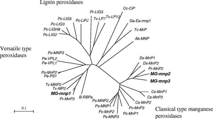 Manganese peroxidase SalineDependent Regulation of Manganese Peroxidase Genes in the