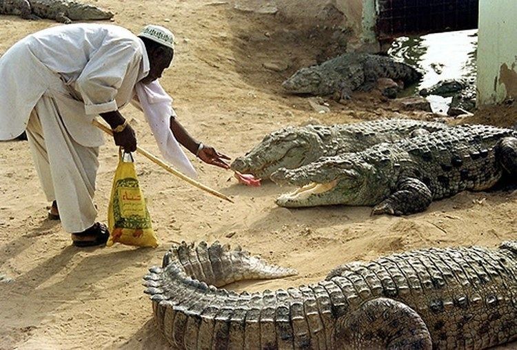 Manghopir From legend to science The crocodiles of Manghopir Blogs DAWNCOM