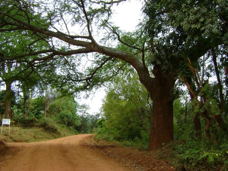Mangi Meli THE TREE USED TO HANG MANGI MELI RINDI MAKINDARA BIN KIUSA LOCATED