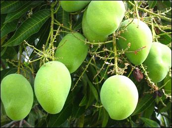 Mangifera Mango Mangifera indica Uses Benefits Dosage and Properties