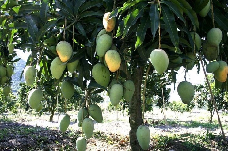 Mangifera indica Functioning and Role Of Stomata In Mango Mangifera indica PLANT