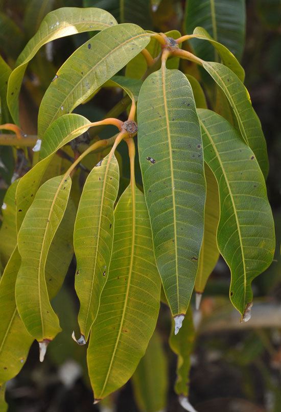 Mangifera indica UFEI SelecTree A Tree Selection Guide