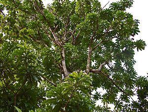 Mangifera kemanga httpsuploadwikimediaorgwikipediacommonsthu