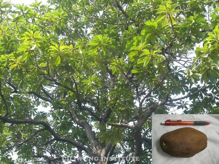 Mangifera kemanga Pohon Kemang Ciliwung Institute