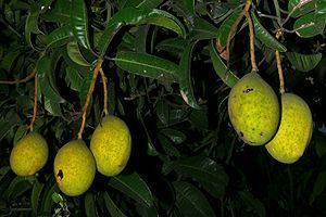 Mangifera odorata Wohlriechende Mango Wikipedia