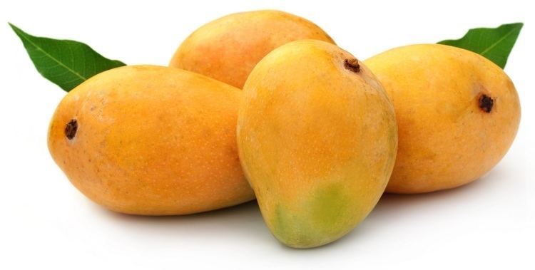 Mango Some lesser known facts about your favourite Alphonso mango