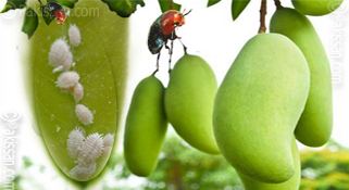 Mango mealybug Farmers told to beware of mango Mealy bug attack Pakistan