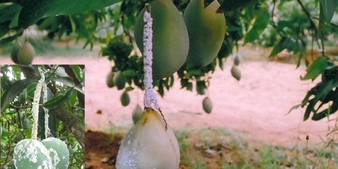 Mango mealybug Control of Mango Mealy Bug AgriHunt