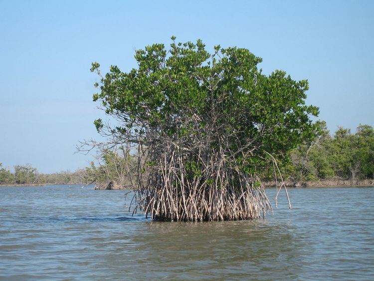 Mangrove Florida mangroves Wikipedia