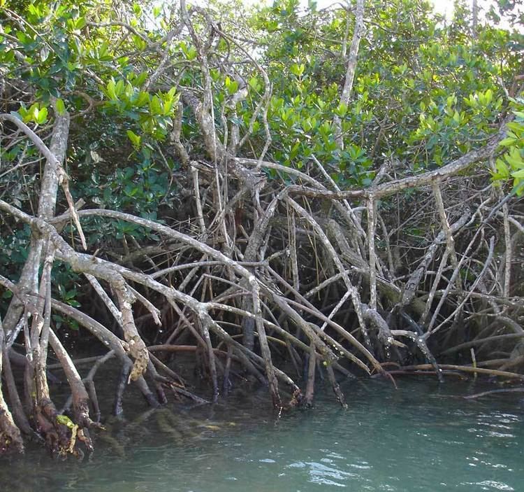Mangrove oceanservicenoaagovfactsmangrovejpg