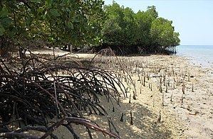 Mangrove Mangrove Wikipedia