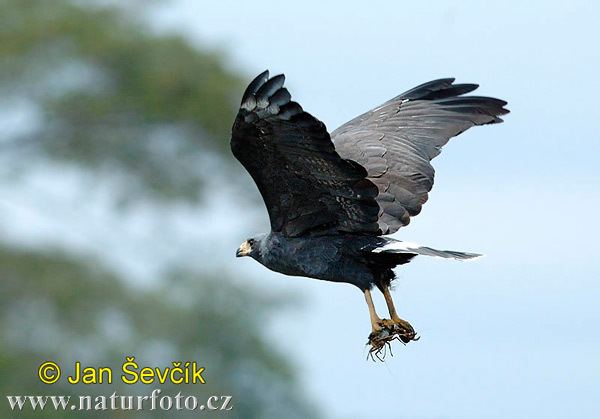 Mangrove black hawk wwwnaturephotoczcomphotossevcikmangroveblac