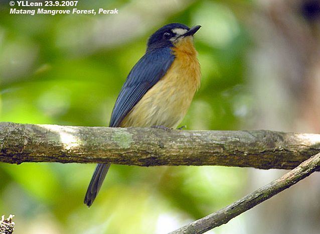 Mangrove blue flycatcher Oriental Bird Club Image Database Mangrove Blue Flycatcher