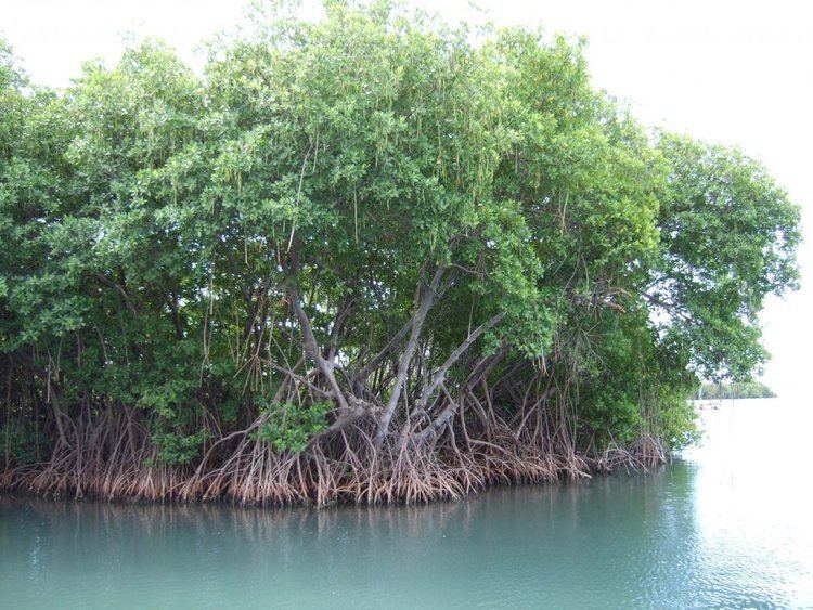 Mangrove Mangroves Smithsonian Ocean Portal