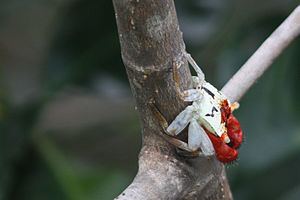Mangrove crab httpsuploadwikimediaorgwikipediacommonsthu