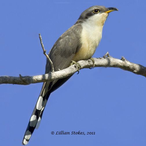 Mangrove cuckoo STOKES BIRDING BLOG Mangrove Cuckoo the holy grail of SW FL birding