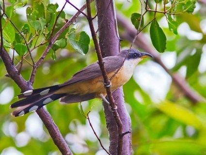Mangrove cuckoo Mangrove Cuckoo Identification All About Birds Cornell Lab of