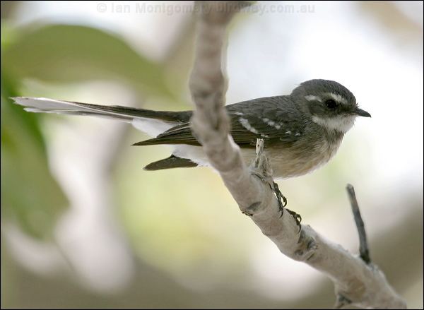 Mangrove fantail Mangrove Grey Fantail photo image 1 of 3 by Ian Montgomery at