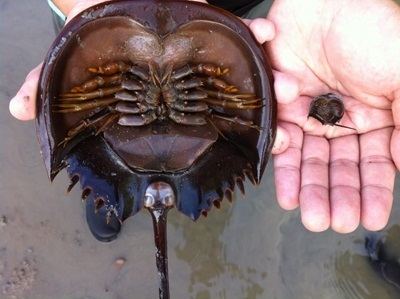 Mangrove horseshoe crab Horseshoe Crab Project Community in Nature Initiative