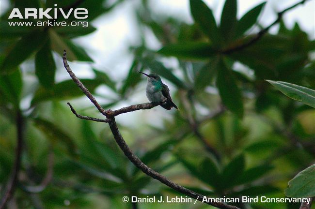 Mangrove hummingbird Mangrove hummingbird videos photos and facts Amazilia boucardi