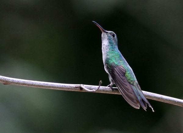 Mangrove hummingbird Surfbirds Online Photo Gallery Search Results