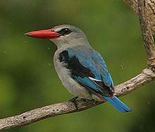 Mangrove kingfisher httpsuploadwikimediaorgwikipediacommonsthu