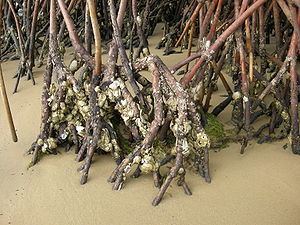 Mangrove oyster Mangrove oyster Wikipedia