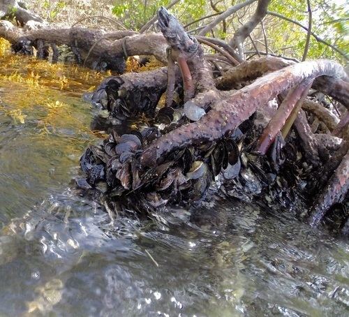Mangrove oyster httpsstaticinaturalistorgphotos1886284medi