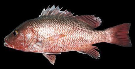 Mangrove red snapper Red Snapper View Specifications amp Details of Snapper Fish by Jmj