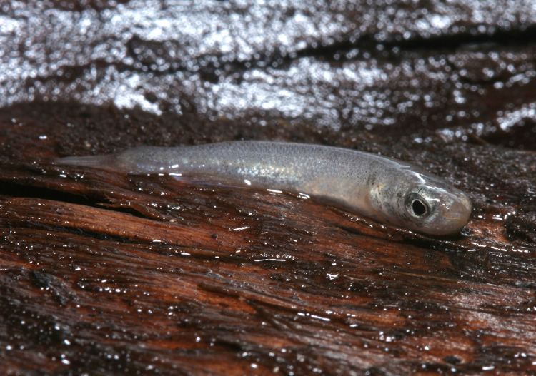 Mangrove rivulus Fish Out of Water Cools Down Fast Study Campus News