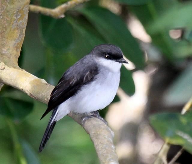 Mangrove robin Mangrove Robin Peneoenanthe pulverulenta videos photos and sound