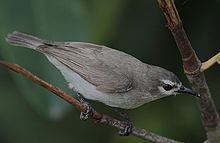 Mangrove sunbird httpsuploadwikimediaorgwikipediacommonsthu