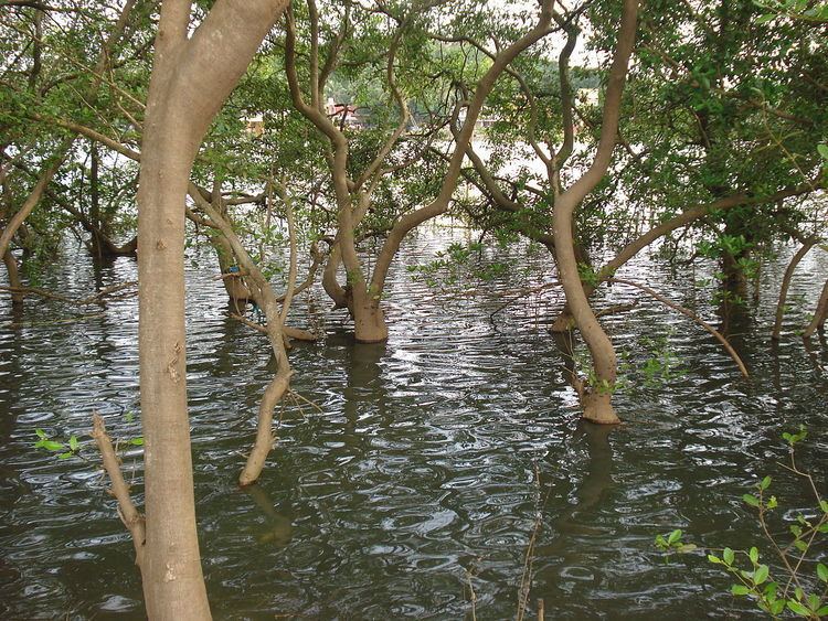 Mangrove theme park, Kannur