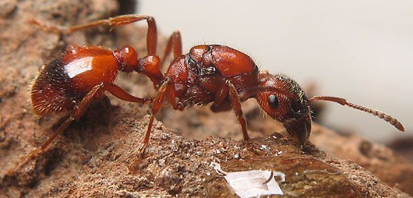 Manica rubida l39levage de fourmis ACIDEFORMIK
