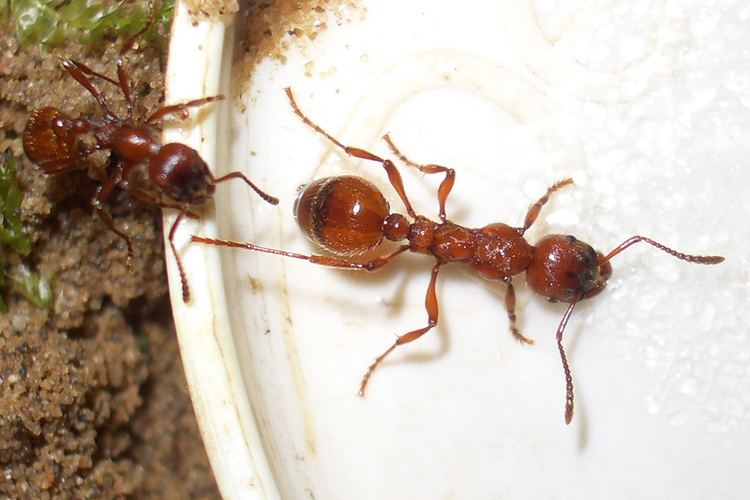 Manica rubida Ants Kalytta Manica rubida