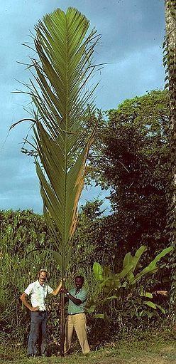 Manicaria Manicaria saccifera Palmpedia Palm Grower39s Guide