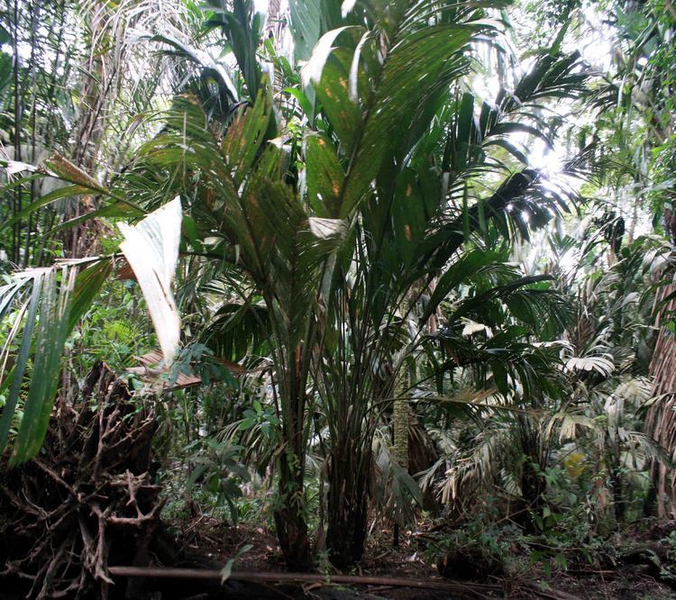 Manicaria Manicaria saccifera Images Useful Tropical Plants