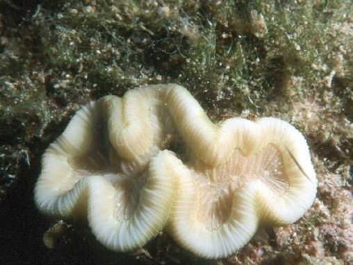 Manicina areolata Coralpedia Manicina areolata