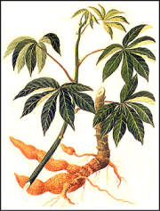 Manihot Manihot esculenta Cassava Jatropha manihot