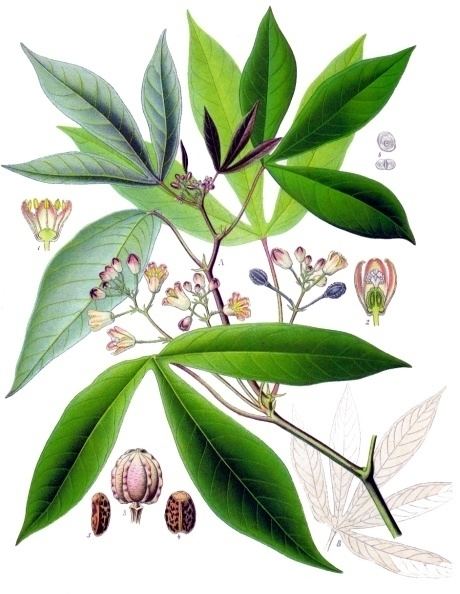 Manihot Cassava Wikipedia