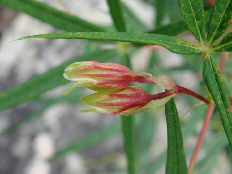 Manihot pentaphylla