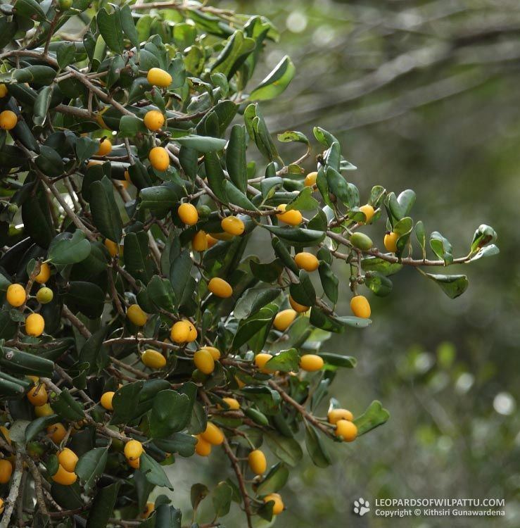 Manilkara hexandra Species of wilpattu national park