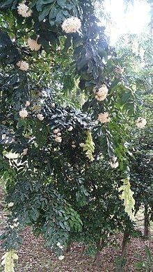 Maniltoa grandiflora httpsuploadwikimediaorgwikipediacommonsthu
