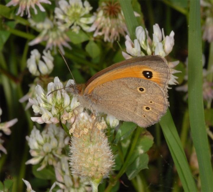 Maniola European Lepidoptera and their ecology Maniola telmessia